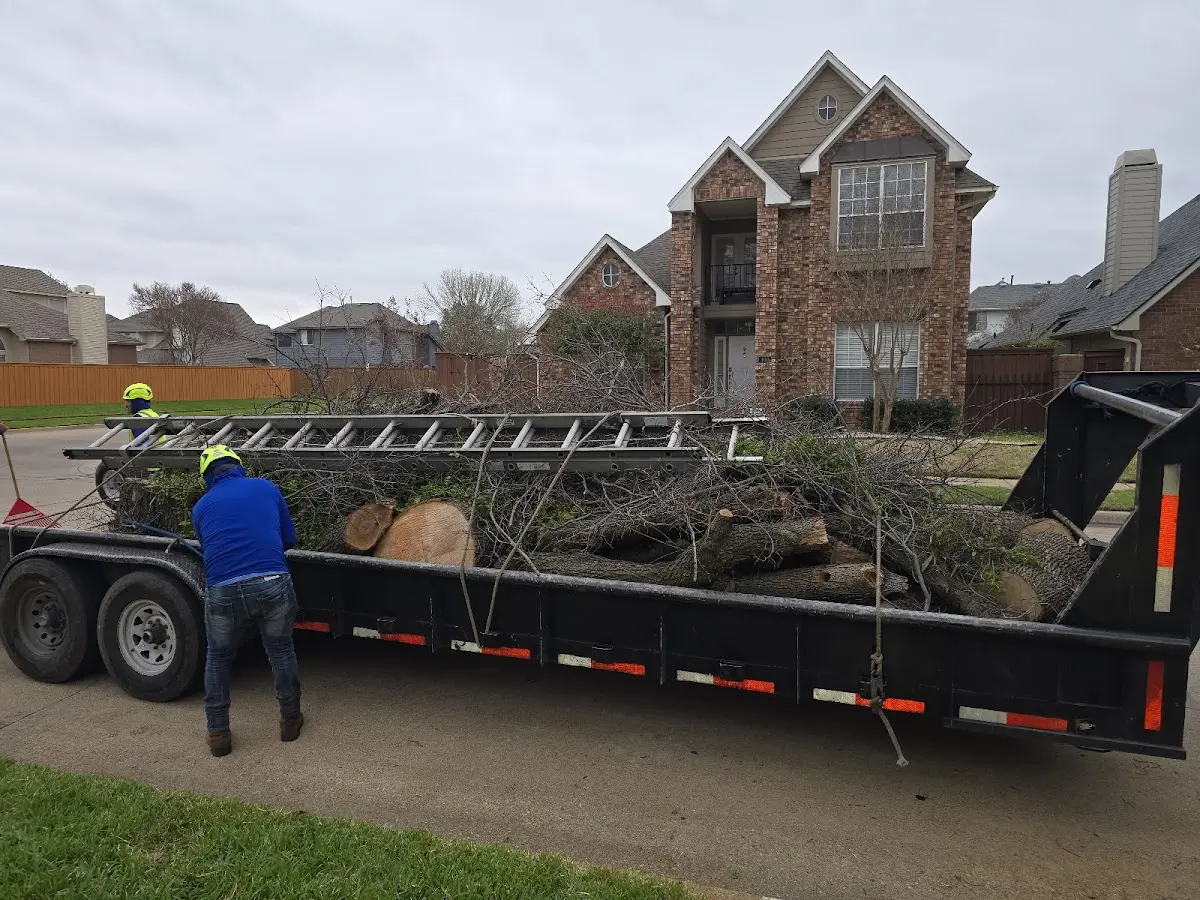 Expert Tree Removal with proper safety equipment in Onalaska